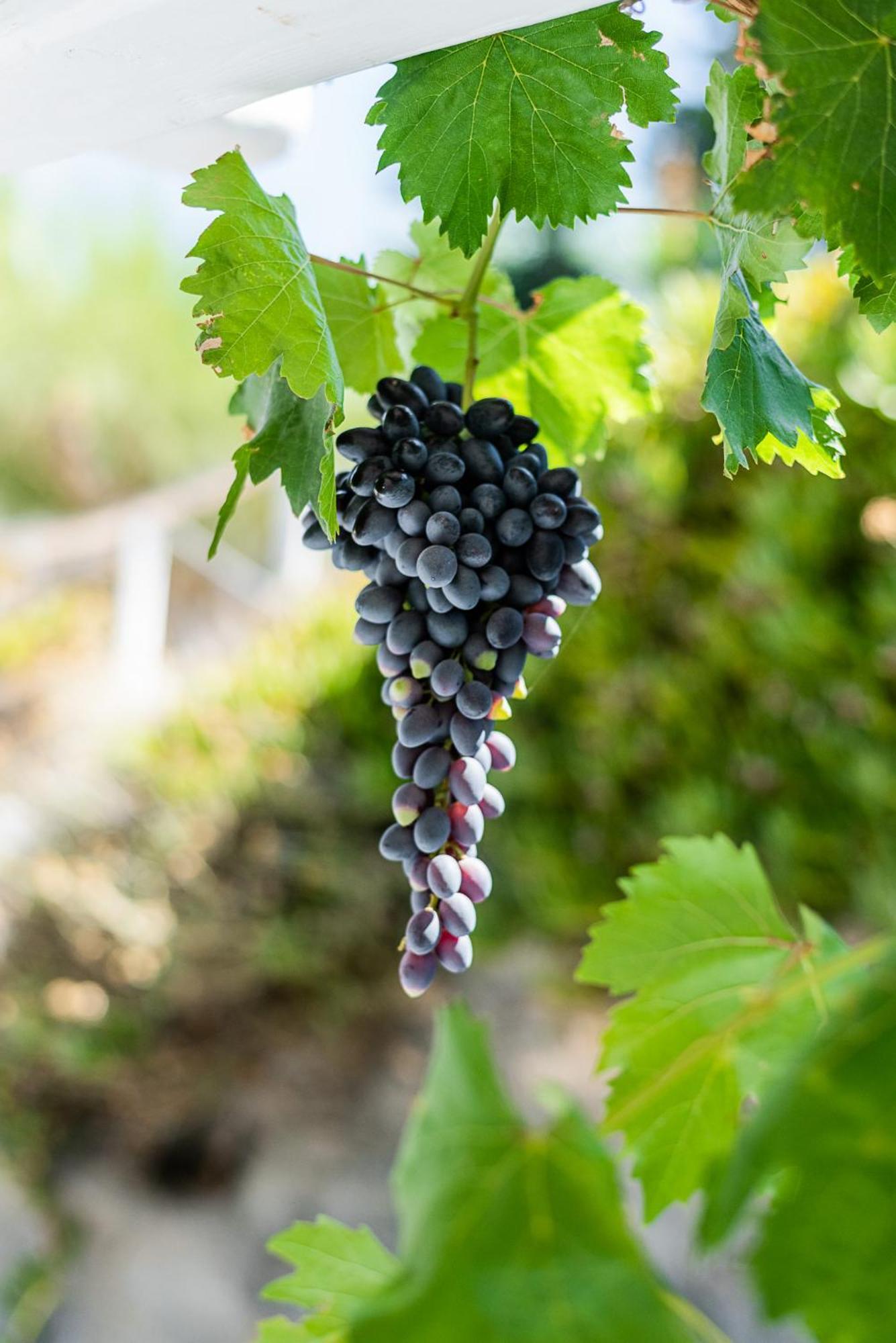 Kostantakis Winery Estate Guest House Pollonia Exterior photo