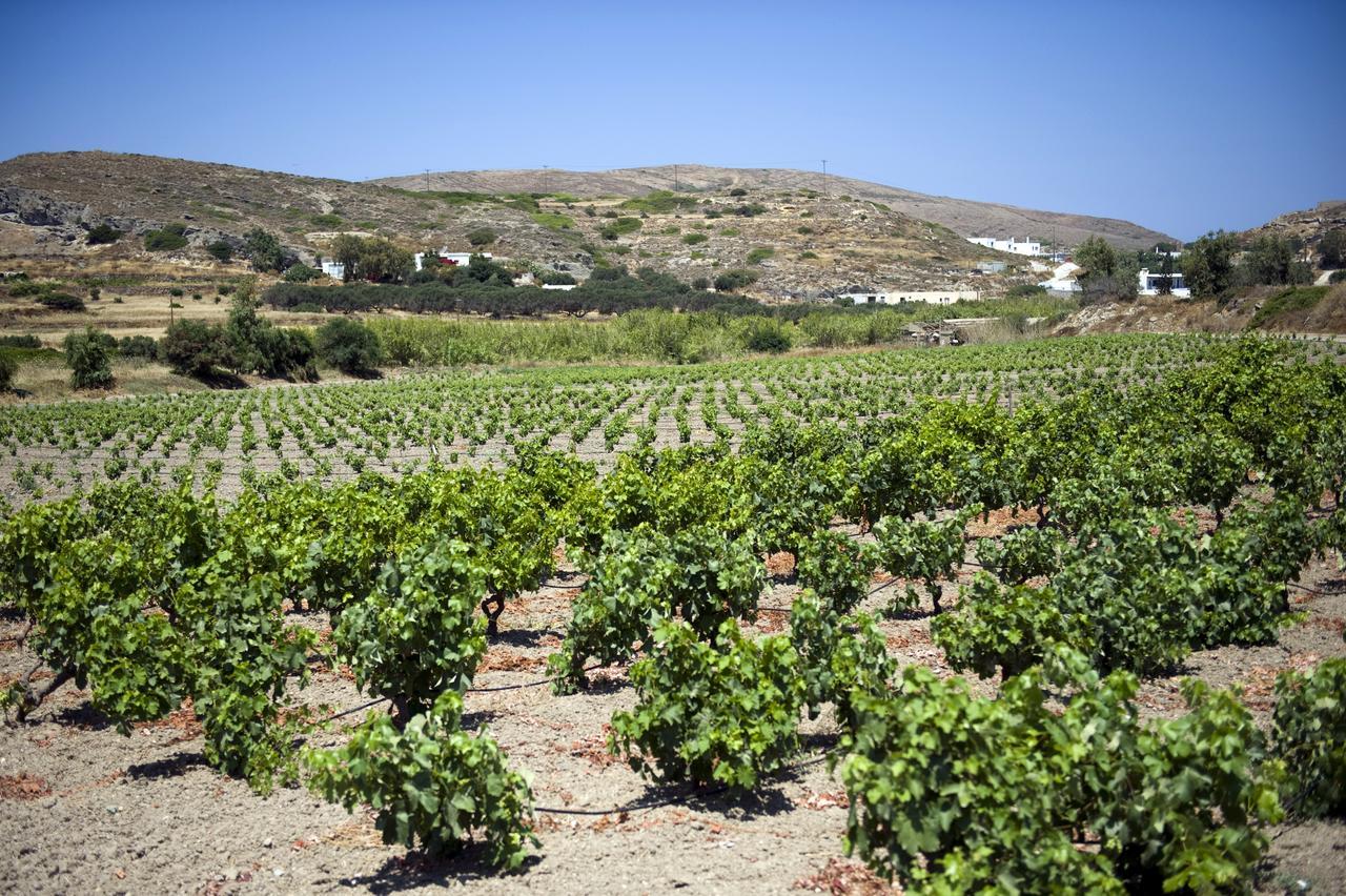 Kostantakis Winery Estate Guest House Pollonia Exterior photo